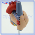 PNT-0400 tamaño de la vida anatómica -Human Heart Model / PVC heart medical model